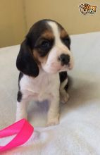 cute Beagle Puppies text us 940-905-4583