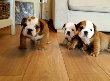 Gorgeous English bulldog puppies