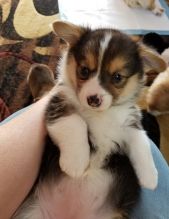Healthy C.K.C Pembroke Welsh Corgy Puppies Now Ready For Adoption
