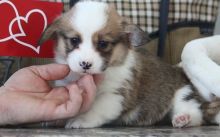 Healthy C.K.C Pembroke Welsh Corgy Puppies Now Ready For Adoption