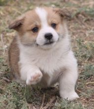 Healthy C.K.C Pembroke Welsh Corgy Puppies Now Ready For Adoption