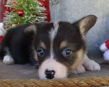 Healthy C.K.C Pembroke Welsh Corgy Puppies Now Ready For Adoption