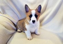 Healthy C.K.C Pembroke Welsh Corgy Puppies Now Ready For Adoption