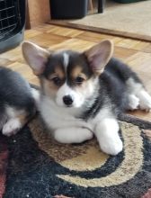 Lovely C.K.C Pembroke Welsh Corgy Puppies Now Ready For Adoption