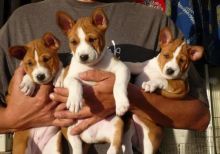Pedigree Basenji Pups For Sale text us 940-905-4583