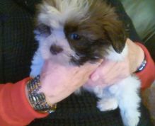 Shih Tzu Last Gorgeous text us 940-905-4583