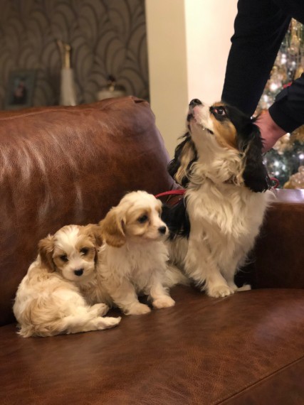 Beautiful Cavachon Puppies For Sale text us 940-905-4583 Image eClassifieds4u