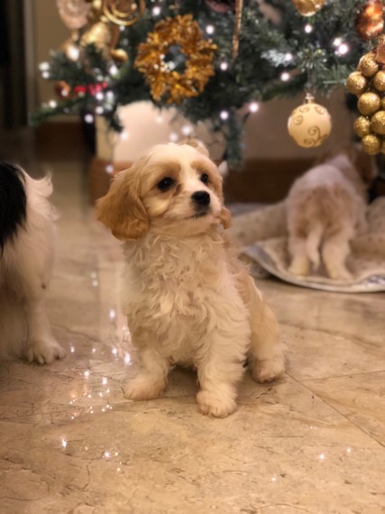 Beautiful Cavachon Puppies For Sale text us 940-905-4583 Image eClassifieds4u