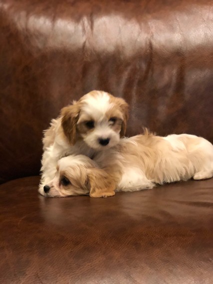 Cavachons Ready Now text us 940-905-4583 Image eClassifieds4u