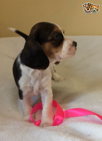 cute Beagle Puppies text us 940-905-4583 Image eClassifieds4u