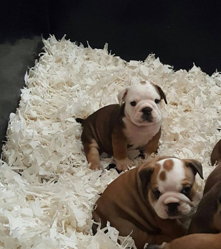 Gorgeous french and English bulldog puppies Image eClassifieds4u