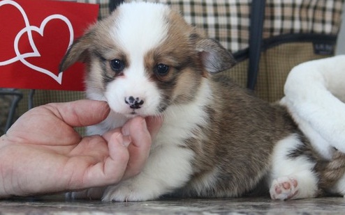 Healthy C.K.C Pembroke Welsh Corgy Puppies Now Ready For Adoption Image eClassifieds4u