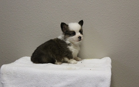 Healthy C.K.C Pembroke Welsh Corgy Puppies Now Ready For Adoption Image eClassifieds4u