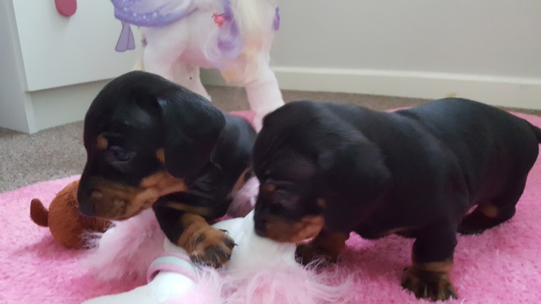 Longhaired Dachshund Puppies 940-905-4583 or email helenleonden @ gmail.com Image eClassifieds4u
