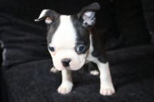 18 Outstanding Kc Reg Boston Terrier Puppies 940-905-4583 or email helenleonden @ gmail.com Image eClassifieds4u 1