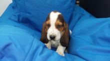 6 Basset Hound Puppies Available Now 940-905-4583 or email helenleonden @ gmail.com Image eClassifieds4u 2