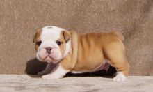 Gorgeous french and English bulldog puppies Image eClassifieds4u 2