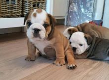 Gorgeous french and English bulldog puppies Image eClassifieds4u 3