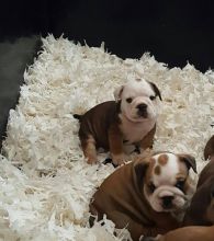 Gorgeous french and English bulldog puppies Image eClassifieds4u 4
