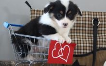 Healthy C.K.C Pembroke Welsh Corgy Puppies Now Ready For Adoption Image eClassifieds4U