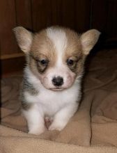 Healthy C.K.C Pembroke Welsh Corgy Puppies Now Ready For Adoption Image eClassifieds4U