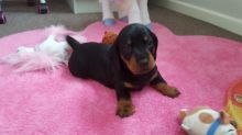 Longhaired Dachshund Puppies 940-905-4583 or email helenleonden @ gmail.com Image eClassifieds4u 2