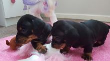 Longhaired Dachshund Puppies 940-905-4583 or email helenleonden @ gmail.com Image eClassifieds4u 3