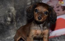 Longhaired Dachshund Puppies 940-905-4583 or email helenleonden @ gmail.com Image eClassifieds4u 1