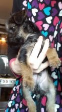 Reg Border Terrier Pups text us 940-905-4583 Image eClassifieds4u 2