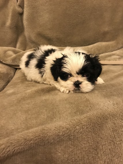 Shih Tzu Last Gorgeous text us 940-905-4583 Image eClassifieds4u