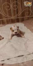 Beautiful English Bulldogs For Sale text us 940-905-4583 or email helenleonden @ gmail.com