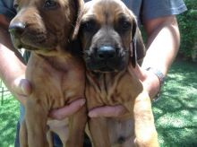 Beautiful Rhodesian Ridgeback puppies for sale