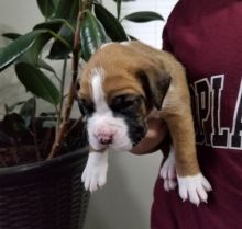 Boxer Puppies Kc Reg humble