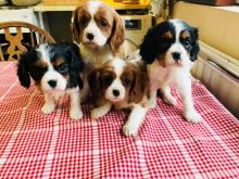 Cavalier King Charles Spaniel Puppies text us 940-905-4583 or email helenleonden @ gmail.com