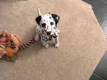 Dalmatian Puppy text us 940-905-4583 or email helenleonden @ gmail.com