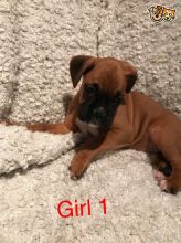 Flashy Bobtail Boxer puppy text us 940-905-4583 or email helenleonden @ gmail.com