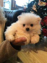 Gorgeous Pomeranian Cream Boy and Girl Available