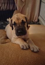 Great Dane Pups Kc Registered text us 940-905-4583 or email helenleonden @ gmail.com