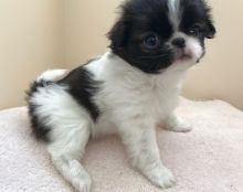 Japanese Chin puppies both male and female