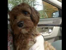 Looking for a Cavapoo text us 940-905-4583 or email helenleonden @ gmail.com