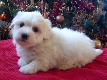 Looking for a Havanese text us 940-905-4583 or email helenleonden @ gmail.com