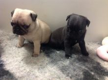 Pug Puppies Blue & Tan Carriers