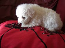 sweet Bichon Frise Puppies