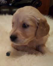 sweet Golden Retriever text us 940-905-4583 or email helenleonden @ gmail.com