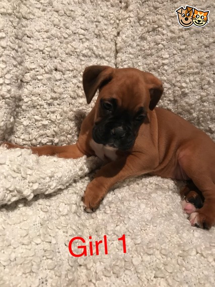 Boxer Puppies Kc Reg humble Image eClassifieds4u