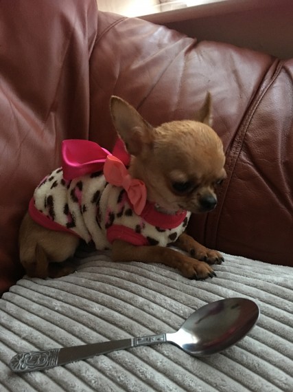 Chihuahua Kc Reg Fully Vaccinated text us 940-905-4583 or email helenleonden @ gmail.com Image eClassifieds4u
