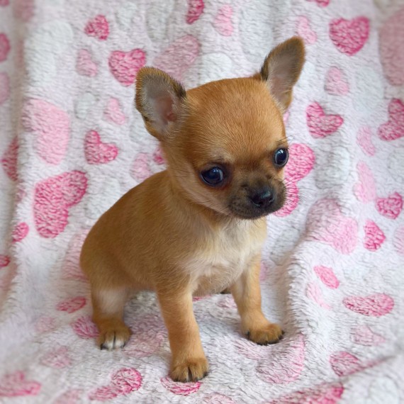 Chihuahua Kc Reg Fully Vaccinated text us 940-905-4583 or email helenleonden @ gmail.com Image eClassifieds4u
