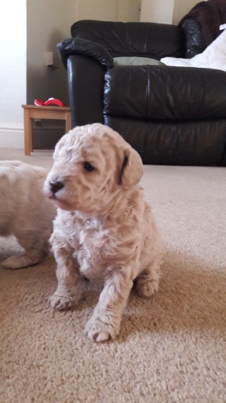 cute maltipoo Image eClassifieds4u