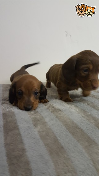 Gorgeous Miniture Daschund text us 940-905-4583 or email helenleonden @ gmail.com Image eClassifieds4u