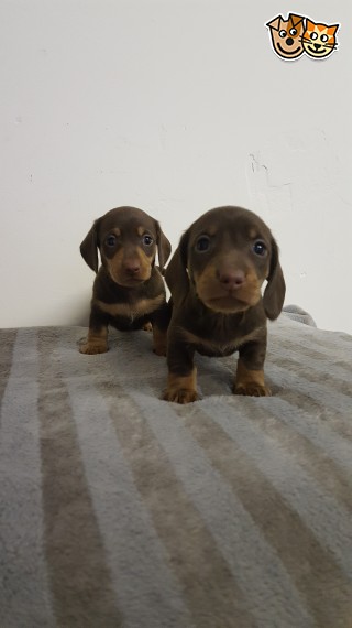 Gorgeous Miniture Daschund text us 940-905-4583 or email helenleonden @ gmail.com Image eClassifieds4u